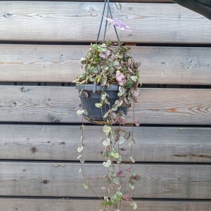 Ceropegia woodii (Lampášik) ´VARIEGATA´ -  kont. C1,5L, výška 30-50 cm